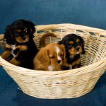 Pets